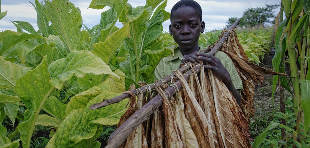 Child Labour Zimbabwe tobacco farms