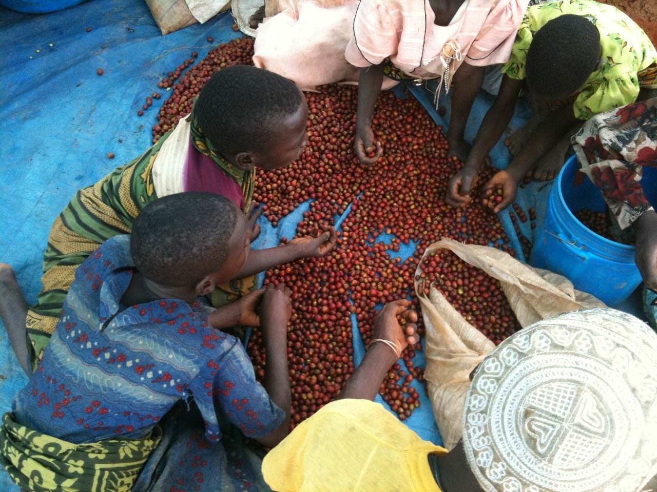 increased coffee production Kilimanjaro