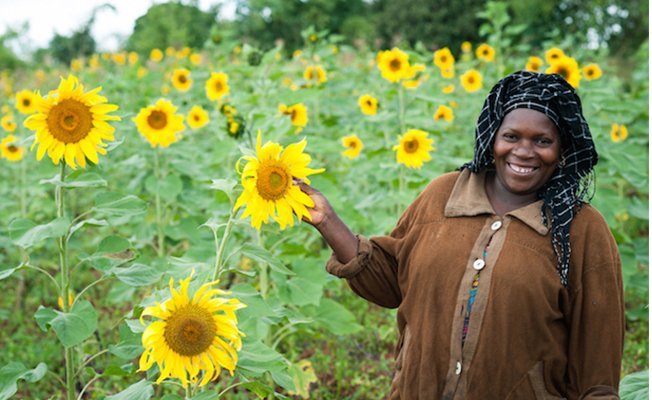 Sunflower supply fails Dodoma