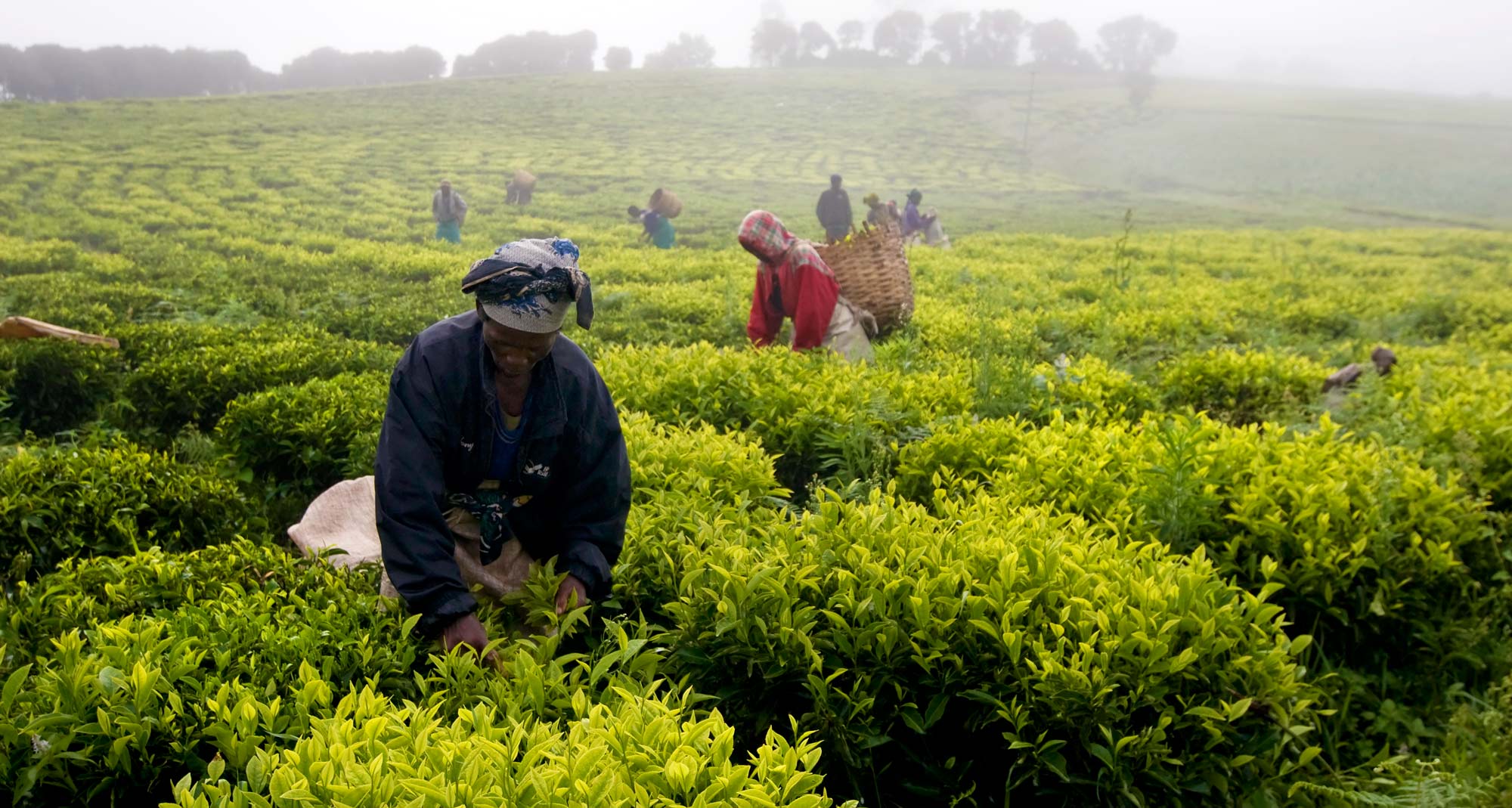 Heavy rainfall cotton earnings drop