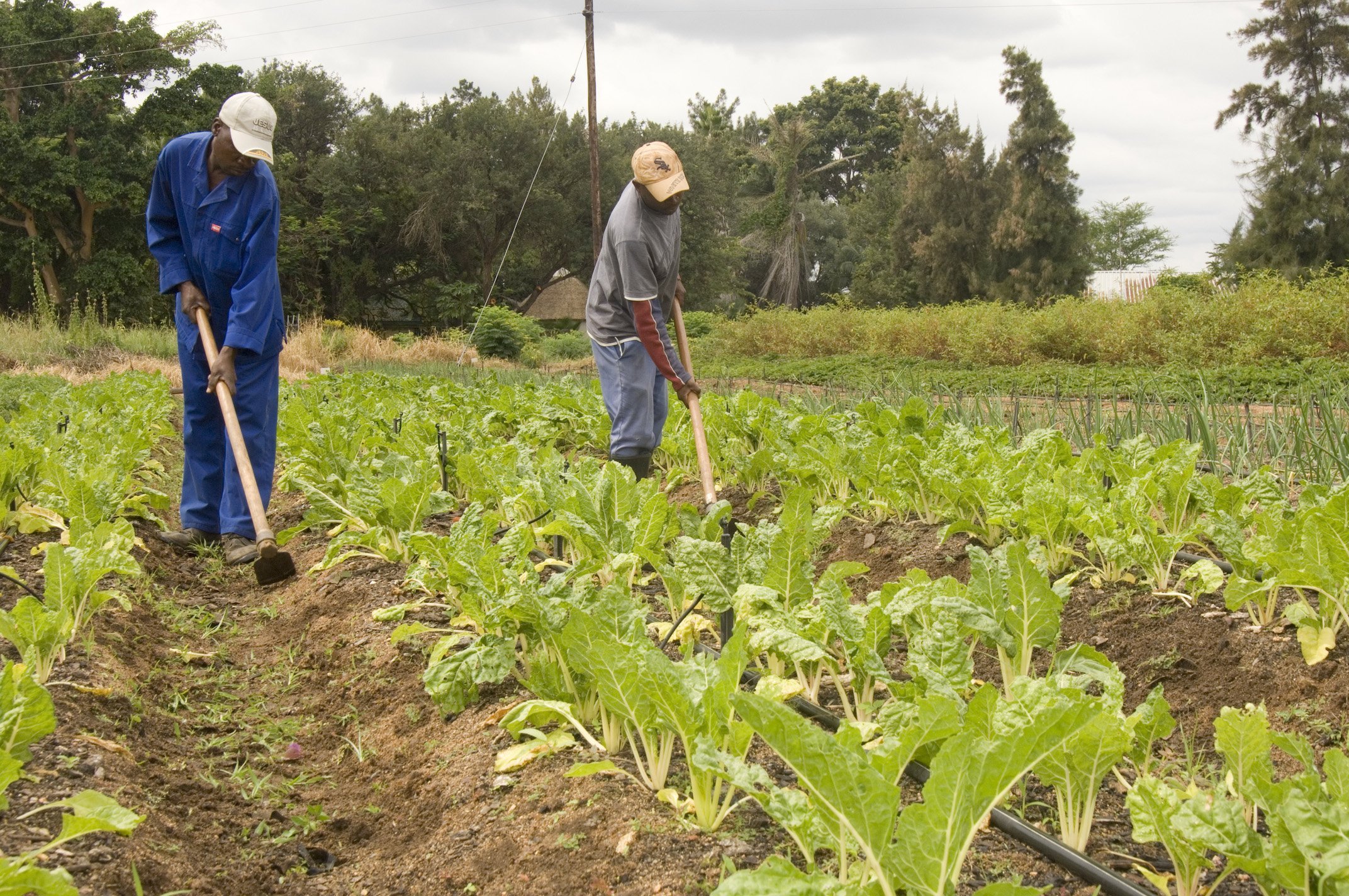 Farmers Tanzania agriculture financing