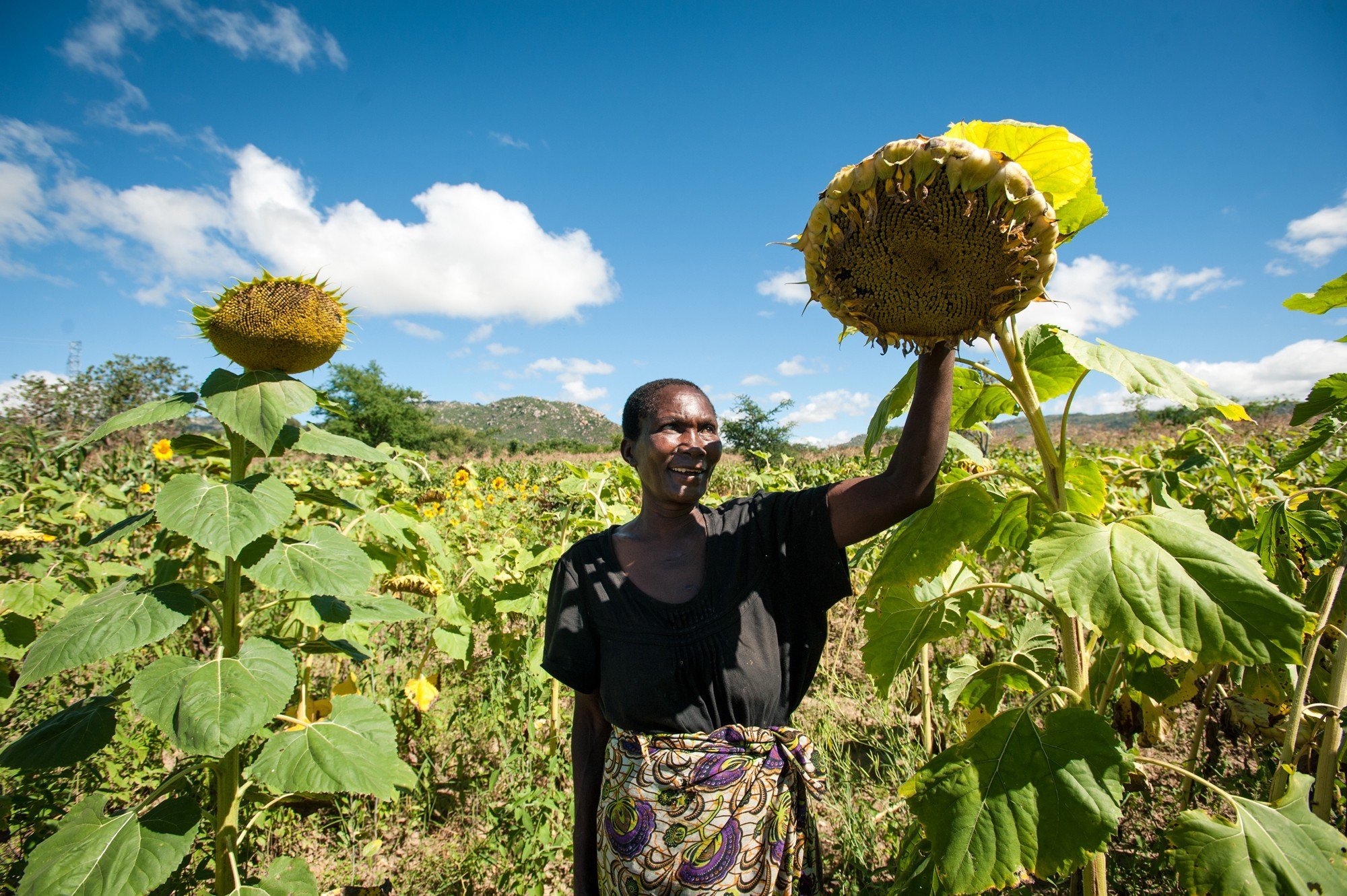 How small sunflower plants envisage going formal in Dodoma