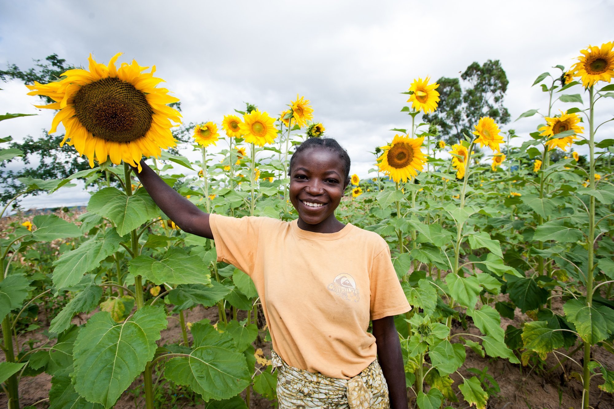 Sunflower in Dodoma