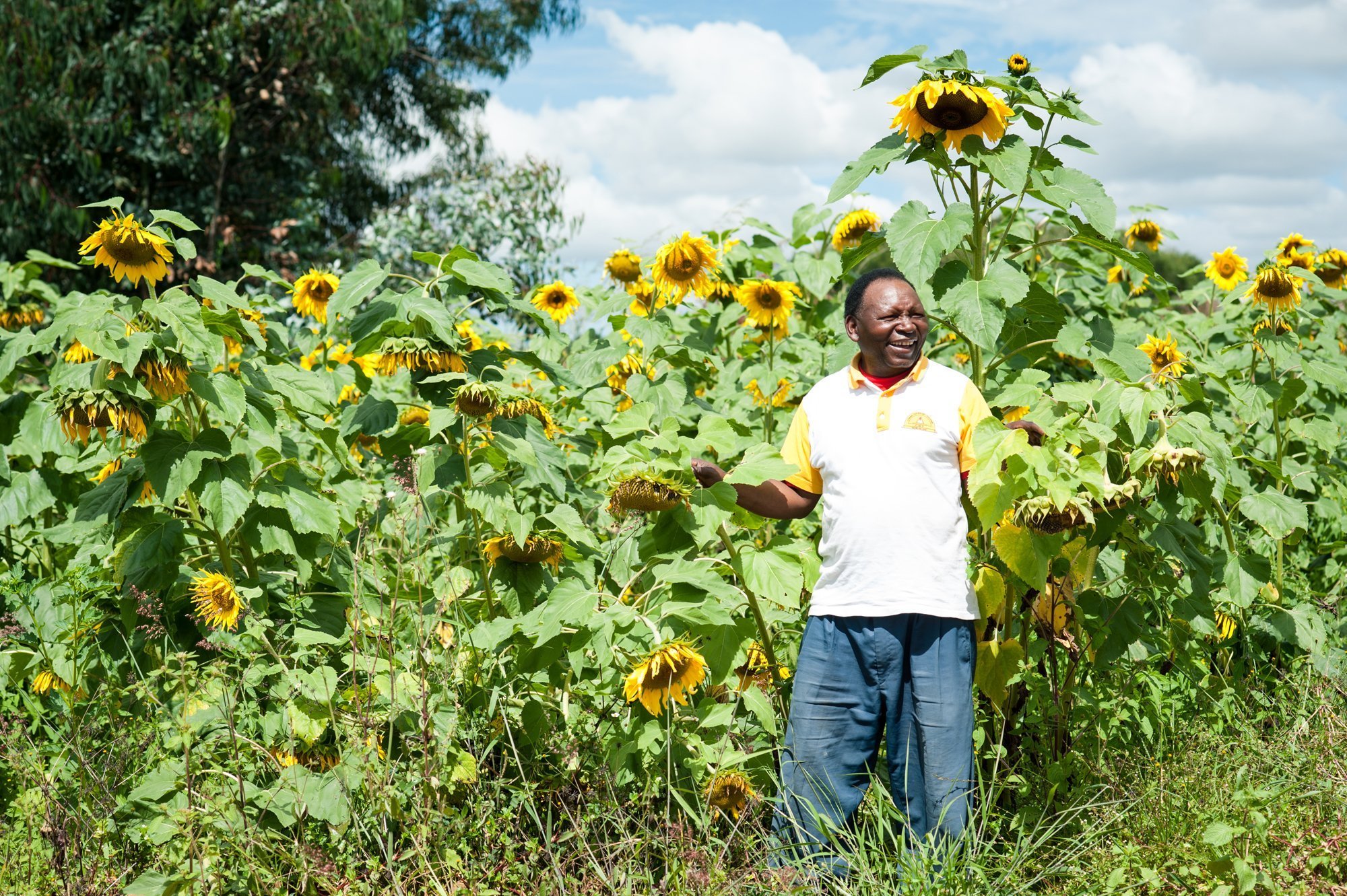Sunflowers in Tanzania
