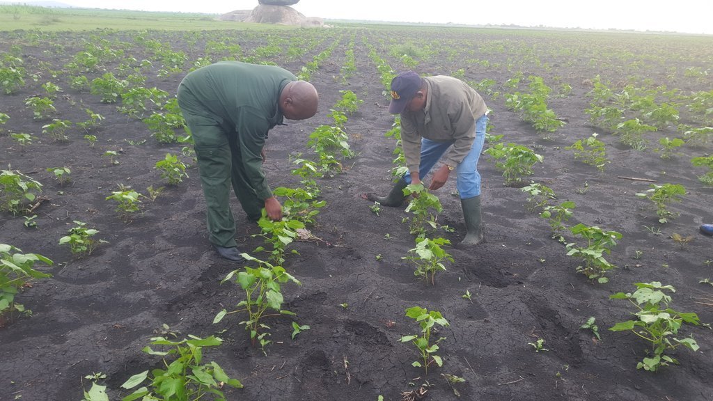 New cotton buying system to benefit farmers