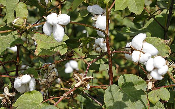 Cotton productions in Tanzania