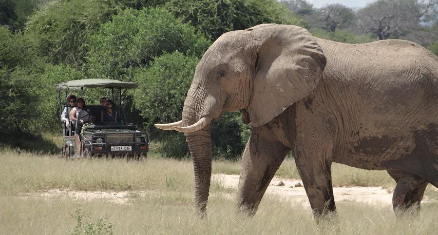 African bush Elephant’s ears