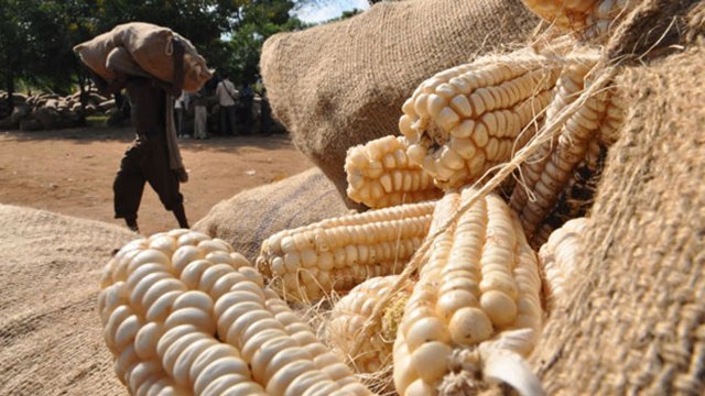 Clean maize before processing to avoid health risks