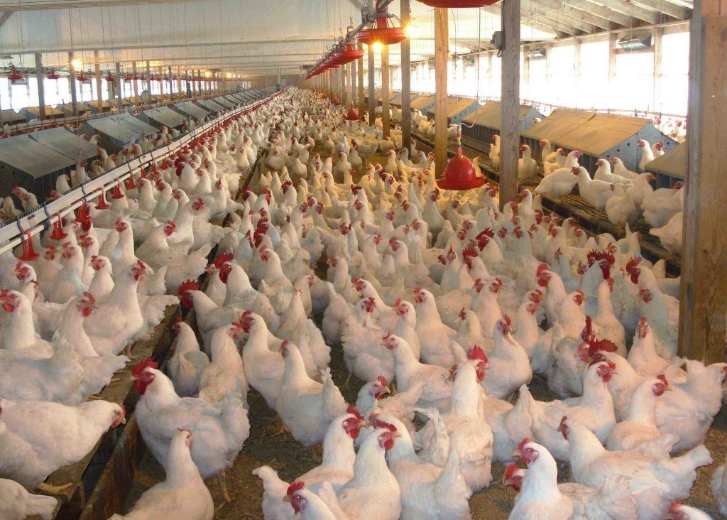 Poultry farmers encouraged to invest in new technology