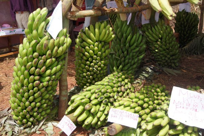 Banana more valuable than money offered