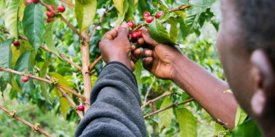 Coffee production in Tanzania