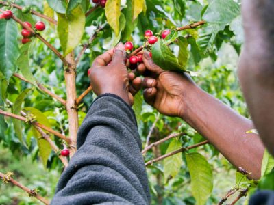 Coffee production in Tanzania