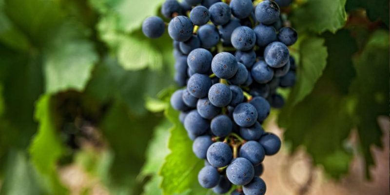 Grapes in Dodoma