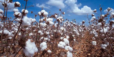 Mara cotton farmers