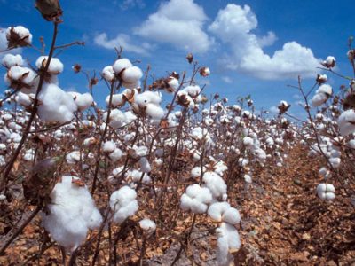Mara cotton farmers