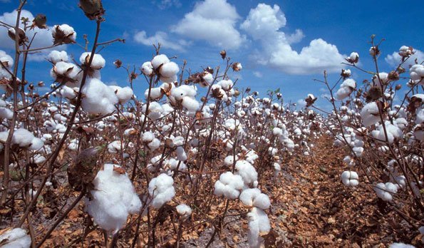 Mara cotton farmers