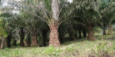 Palm oil cultivation