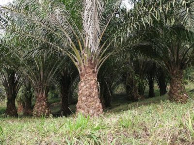 Palm oil cultivation