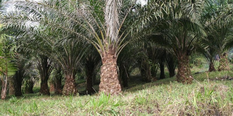 Palm oil cultivation