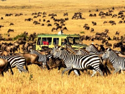 Tanzania safari channel