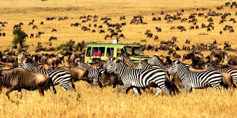 Tanzania safari channel