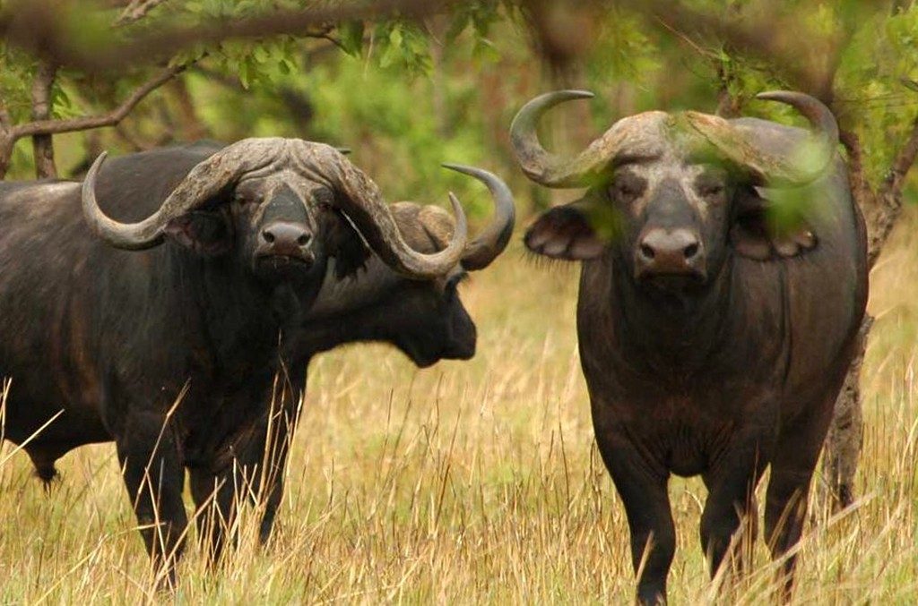 Buffalo at Tarangire national park