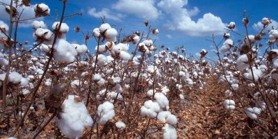 Cotton knocks doors in Dodoma