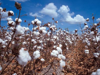 Cotton knocks doors in Dodoma
