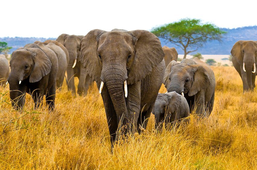 Elephants in Serengeti