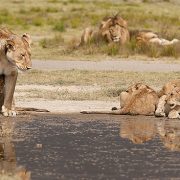 all-mothering culture of the savannah