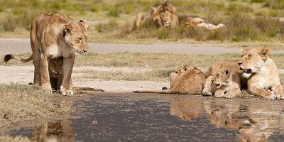 all-mothering culture of the savannah