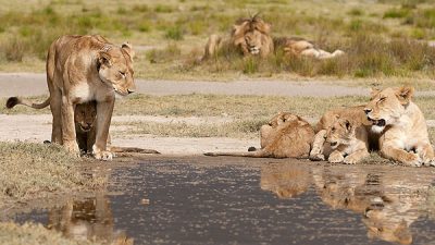 all-mothering culture of the savannah