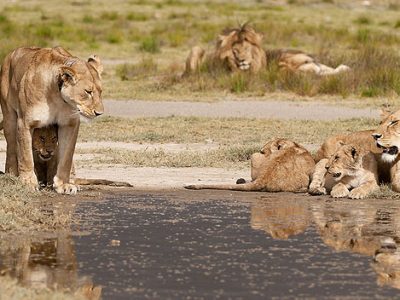 all-mothering culture of the savannah