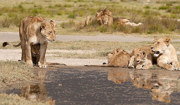 all-mothering culture of the savannah