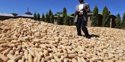 Maize harvest in Tanzania