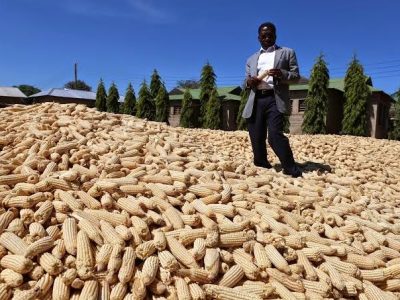 Maize harvest in Tanzania