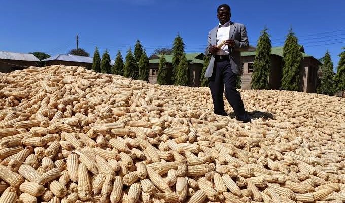 Maize harvest in Tanzania