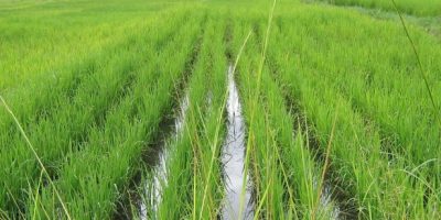 rice farming in Zanzibar