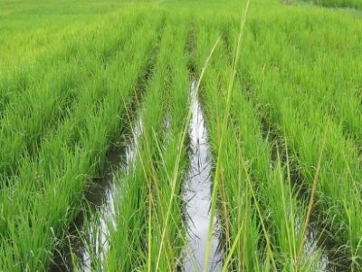 rice farming in Zanzibar