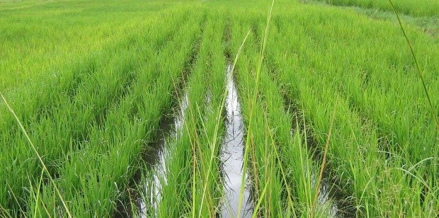 rice farming in Zanzibar