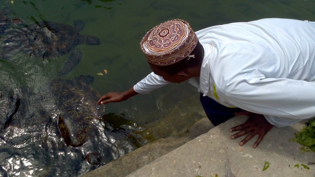 Sea turtles at Nungwi Zanzibar