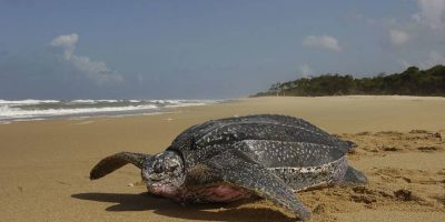 Sea turtle meat may be poisonous