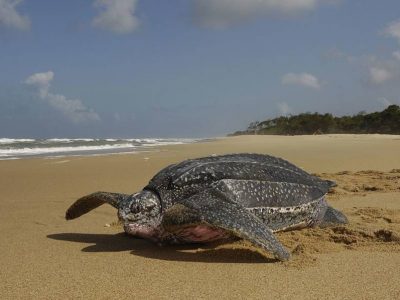 Sea turtle meat may be poisonous