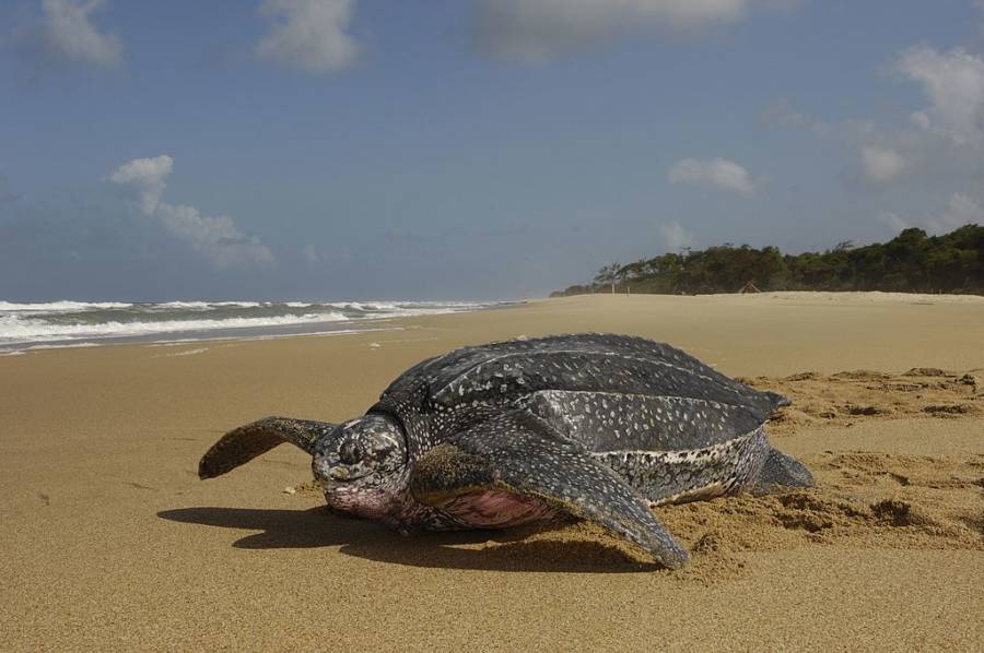 Sea turtle meat may be poisonous Marine experts Jihabarishe