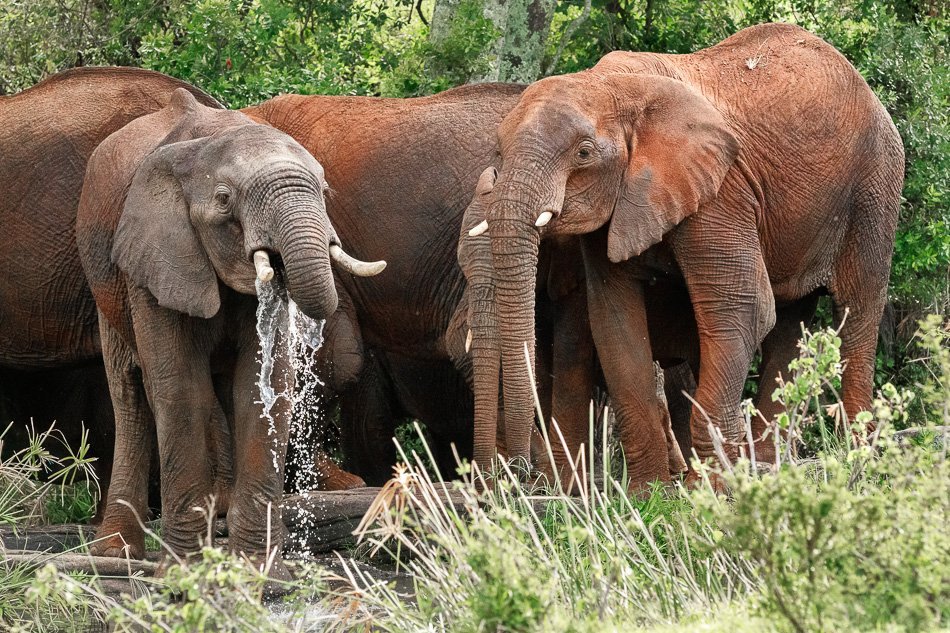 Serengeti National Park Elephants