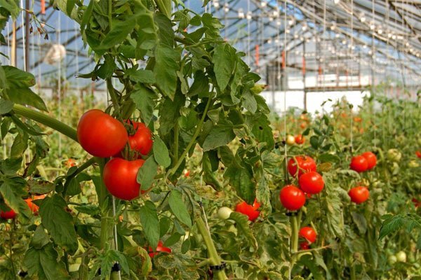 Tomato firm in Tanzania