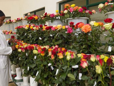 Valentine’s Day flower supply