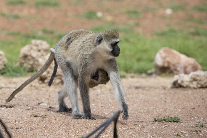 Vervet Monkeys in Serengeti