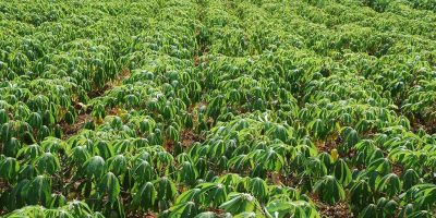 IITA’s mobile app to track cassava seeds now