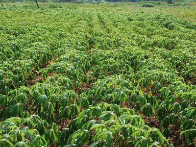 IITA’s mobile app to track cassava seeds now